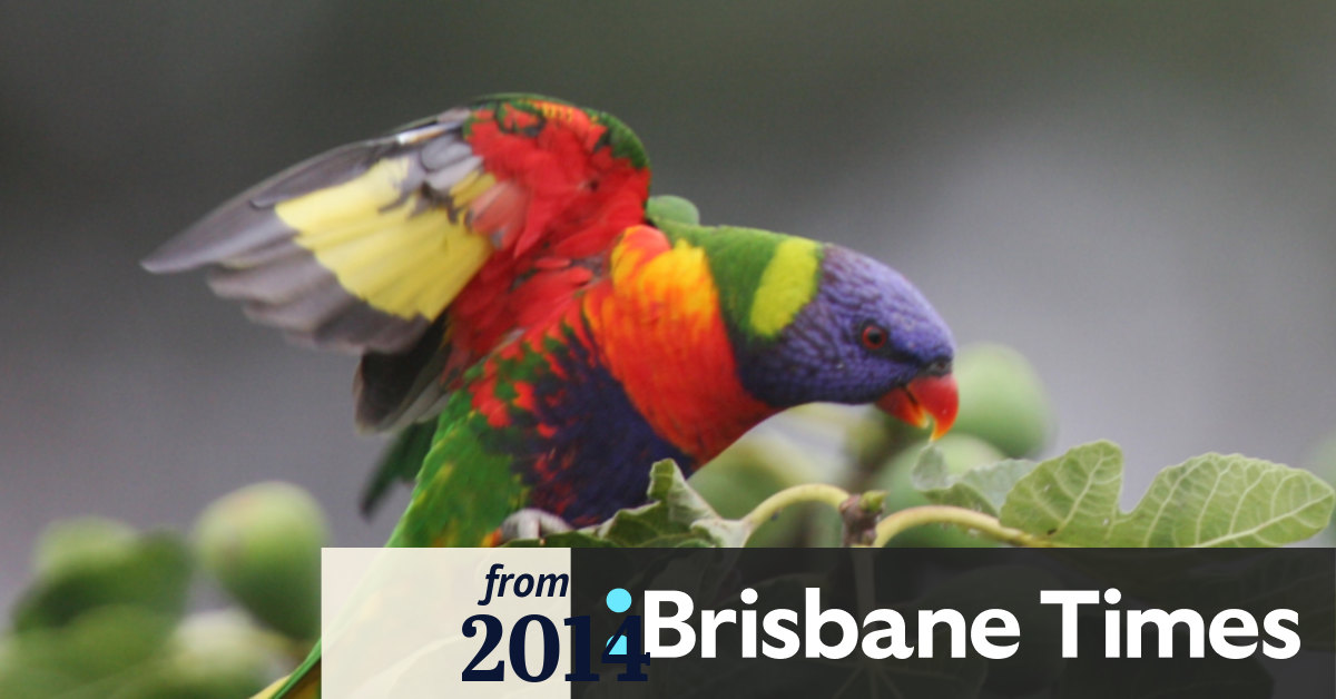 Birds rescued more than any other animal